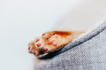 Cute ginger kitten paw close up