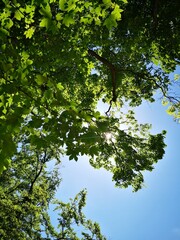 Blick in die Baumkronen