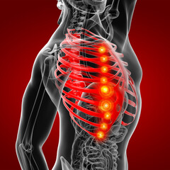 3d render illustration of the rib cage