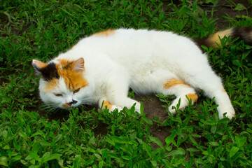 the cat is lying on the grass