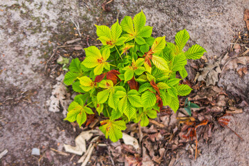 Chestnut sapling in the forest near the city of Kyiv. Ukraine 