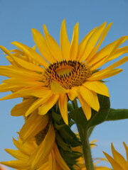 夏の青空を仰ぐヒマワリ