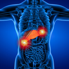 Anatomy of human liver in x-ray view
