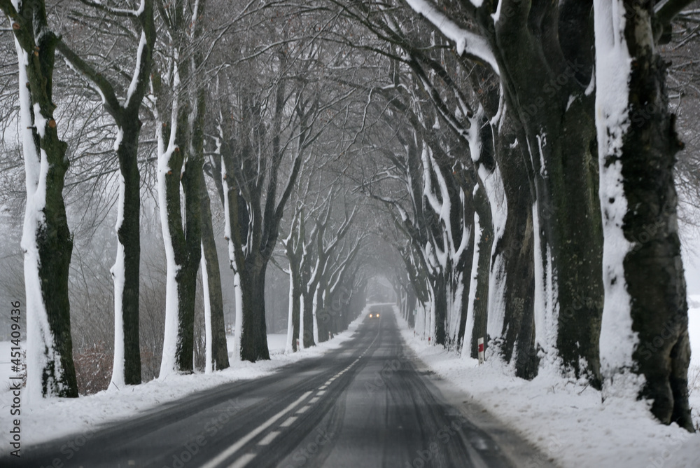 Wall mural roads between the lines of trees during a snowstorm