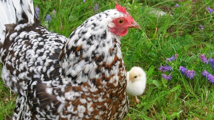 Chicken and chick