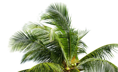 leaves of coconut tree isolated on white background, clipping path included.