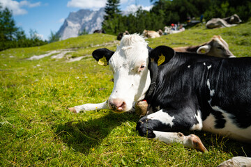 Fototapeta na wymiar Cow on the European Alps. A cow is sitting at an alpine meadow in the European Alps