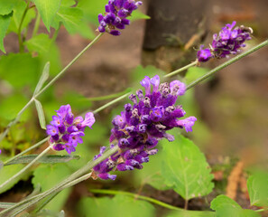 Close up image of summer lavender flowers, Pickmere, Pickmere Lake, Knutsford, Cheshire, UK