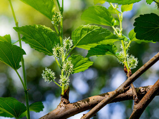 mulberry branch and mulberry fruit