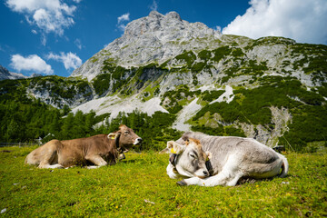 Cow on the European Alps. A cow is sitting at an alpine meadow in the European Alps