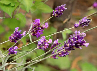 Close up image of summer lavender flowers, Pickmere, Pickmere Lake, Knutsford, Cheshire, UK