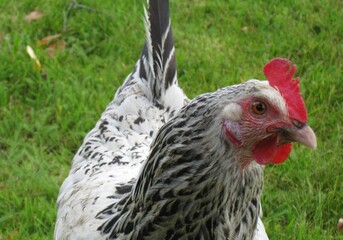 chicken in the grass
