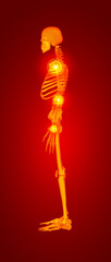 Red skeleton - side view