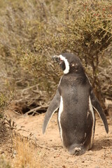 Obraz premium Penguin on trail going to the sea