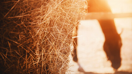 Near the corral with a bay horse there is a large stack of dried hay, prepared for food. Feeding...