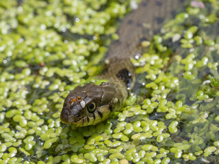 Yellow Meadow Ant on the Head of a Grass Snake Swimming in a Pond