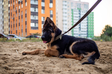 Portrait of a German Shepherd puppy.