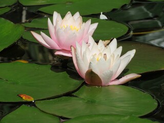 pink water lilies in sunlight