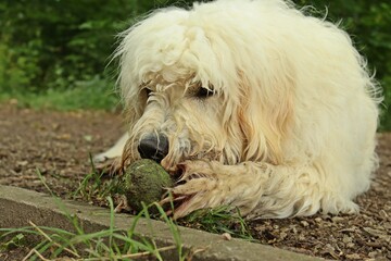 Nasser Goldendoodle spielt mit Tennisball