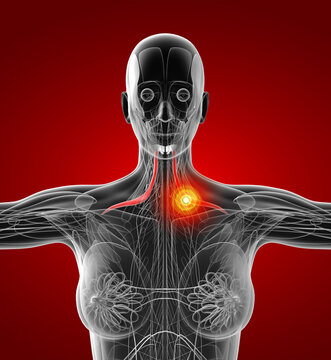 medical  illustration of the omohyoid