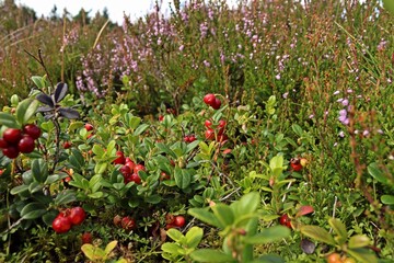 Preiselbeeren (Vaccinium vitis-idaea) mit Früchten.