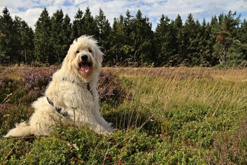 Goldendoodle in blühender Heide
