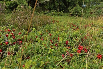 Preiselbeeren (Vaccinium vitis-idaea) mit Früchten.