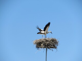two white stork in the nest