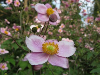 closeup of pink japanese anemones (Eriocapitella hupehensis)