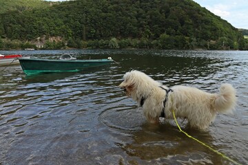 Goldendoodle hat Angst vor Ruderboot
