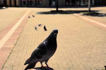 Grey colored pigeon on the street