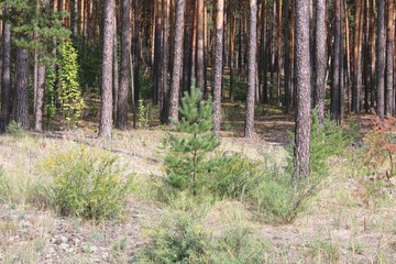 footpath in the forest