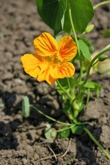 orange flower in the garden