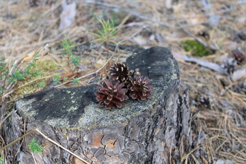 close up of pine cones