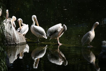 White pelicans on the pond