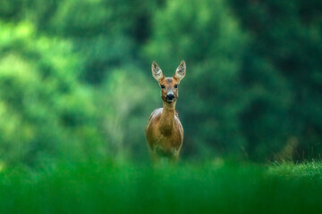 deer in the forest