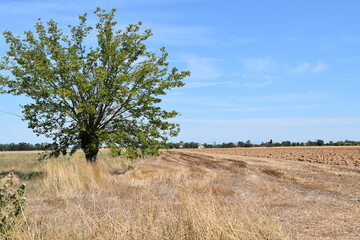 Gelso in campagna