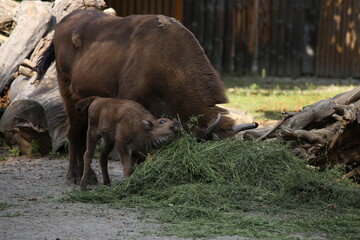 Fototapeta premium Big buffalo at the zoo