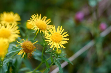 Photo of yellow flowers in the meadow