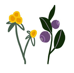 Autumn wild forest berries. Natural illustration