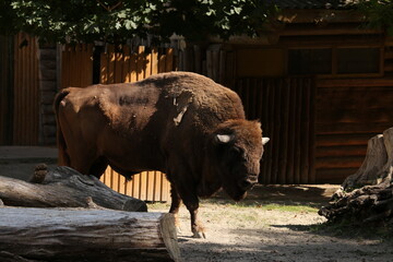 Big buffalo at the zoo