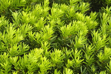 A green leaf