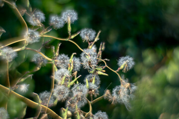 nature
meadow flowers
Clover
chamomile
green trees
green grass
reeds