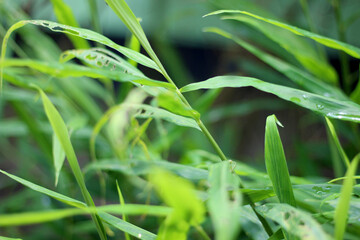 much many ginger trees with leaves. These trees have slender long and slender leaves that are green in color and the background blur