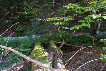 old tree trunk covered with moss, Germany national park