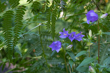 lilac bell flower grows among fern