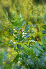 nature
meadow flowers
Clover
chamomile
green trees
green grass
reeds