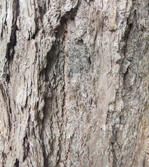 Baumrinde einer Kiefer Nahaufnahme - Pinus sylvestris