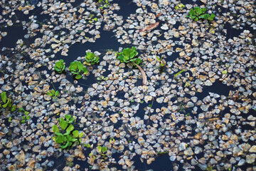 Small Kachuri Pana Almost all of them rotted in the water and there is something left And the color of the water has turned black