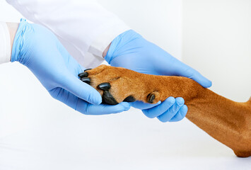 Close-up veterinarian hands in medical gloves holding dog's paw Pet health concept